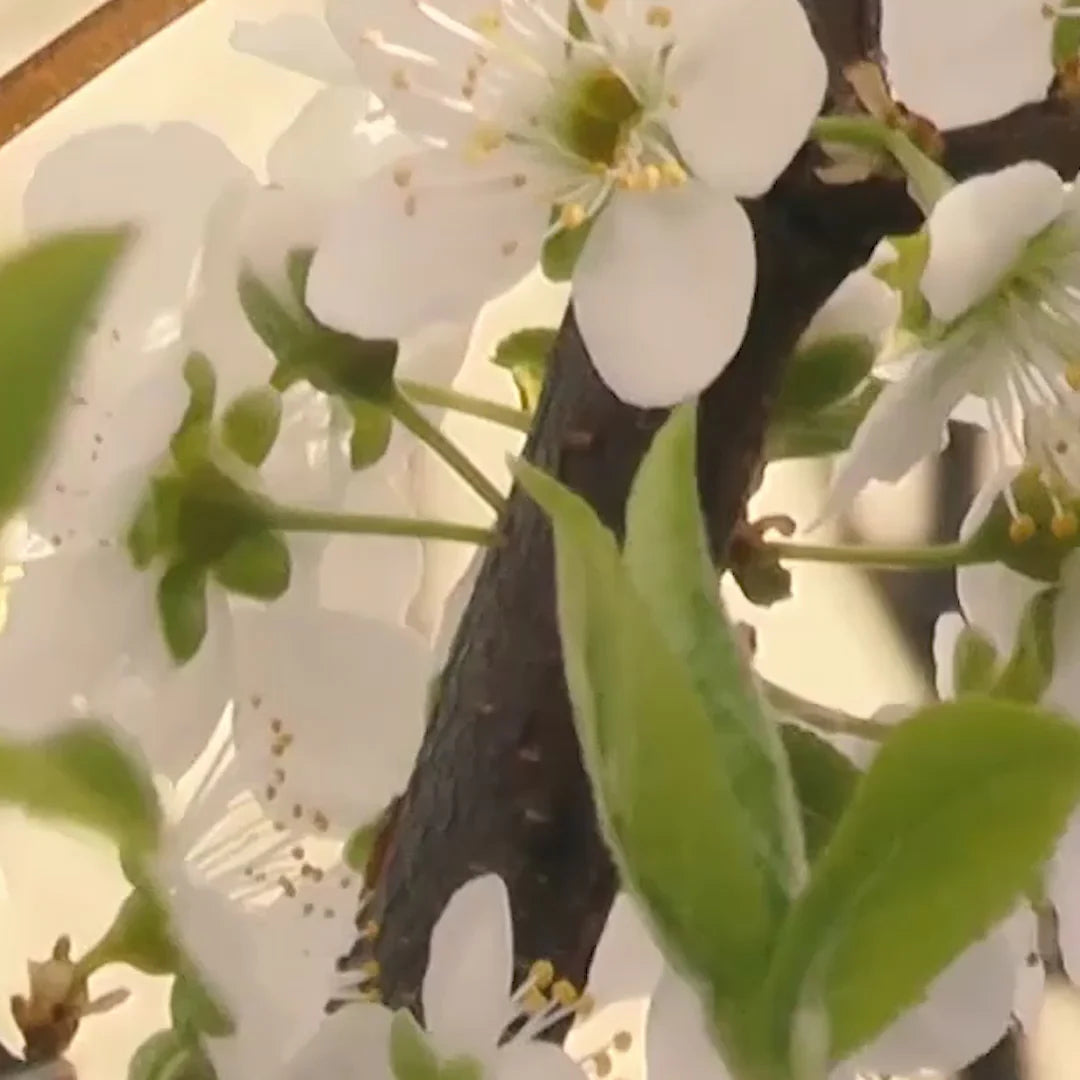 AviationTag China Southern Airlines Airbus A330 - B-6531 White